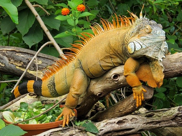 Perbedaan Iguana Dan Bunglon