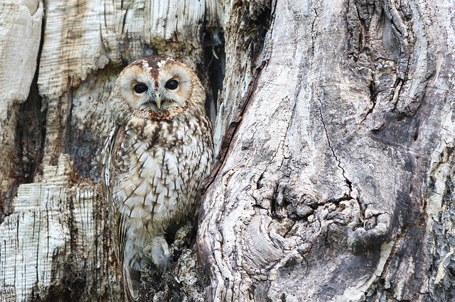 Mengenal Semua Tentang Burung Hantu Putih